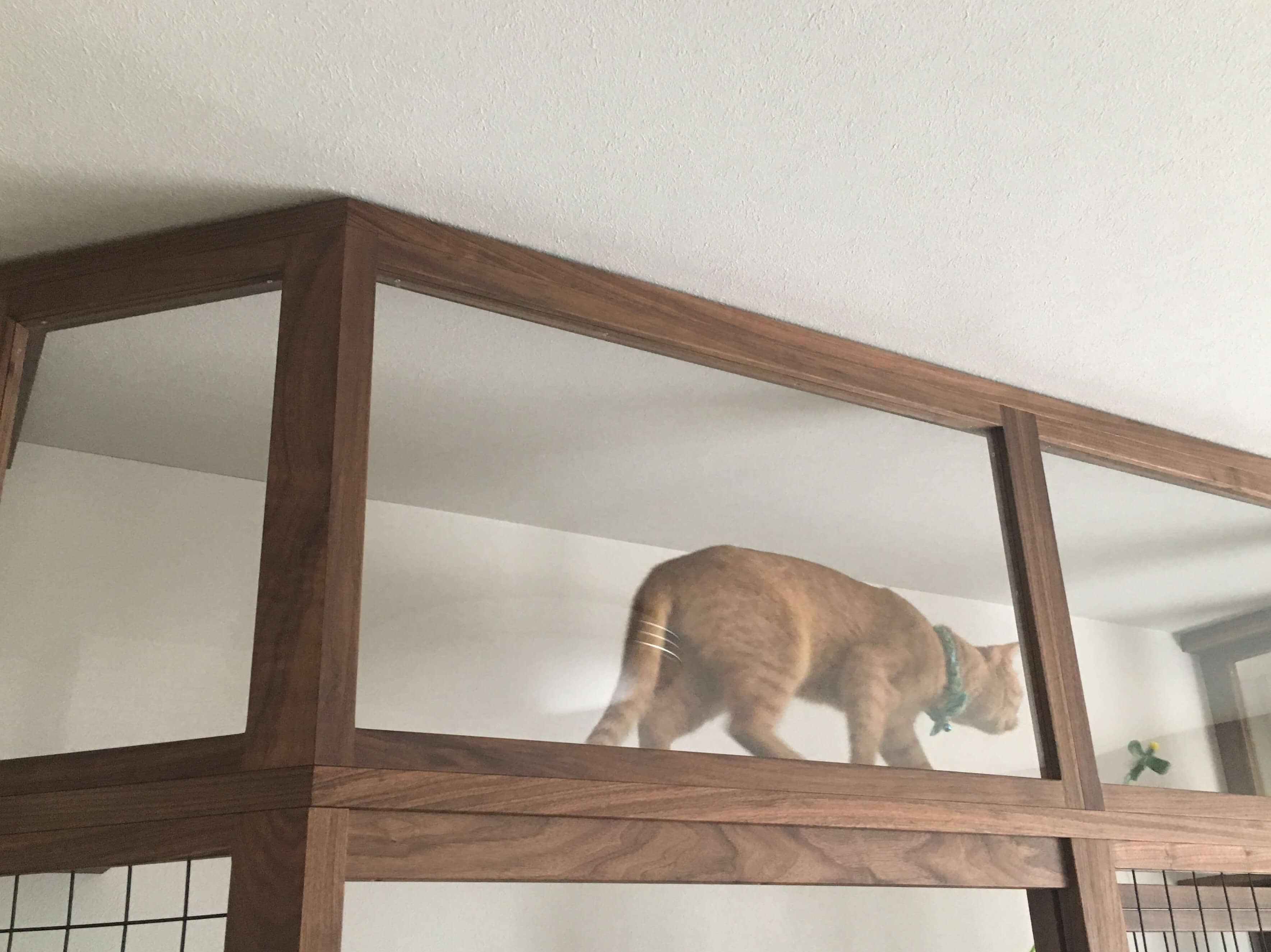 キャットウォーク